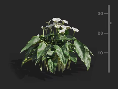 Aquatic Plants With White Flowers And Lush Green Foliage For Decorative Use 3d model