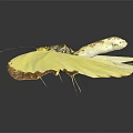 Beautiful Yellow Butterfly With Brown Edged Wings Spread Open On Dark Background