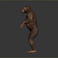 Chimpanzee in Standing Pose With Outstretched Arms on Gray Reflective Floor Background