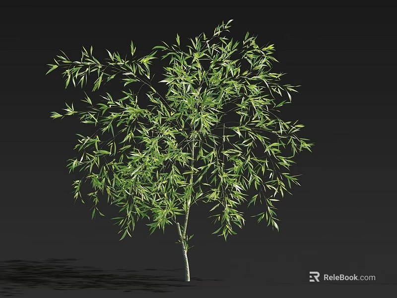 Lush Green Arbor With Slender Trunk Dense Foliage And Shadow Against Black Background 3d model