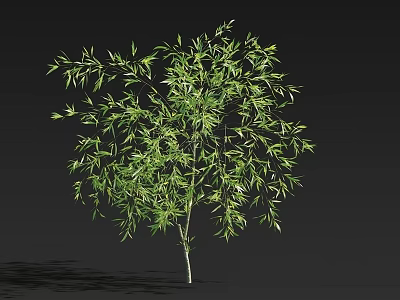 Lush Green Arbor With Slender Trunk Dense Foliage And Shadow Against Black Background 3d model