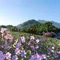 Scenic Landscape With Pink Flowers Meadow Green Mountains River Under Blue Sky And Falling Petals