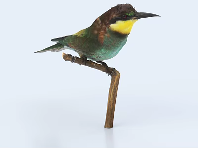 Colorful Bird With Green Yellow Brown Feathers Perched On Wooden Branch Against White Background 3d model