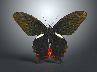 Black Butterfly With White And Red Spots On Wings Isolated On Gray Background 3d model