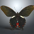 Black Butterfly With White And Red Spots On Wings Isolated On Gray Background