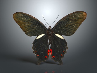 Modern Butterfly Black Butterfly Colored Butterfly Tiger Spot Butterfly 3d model