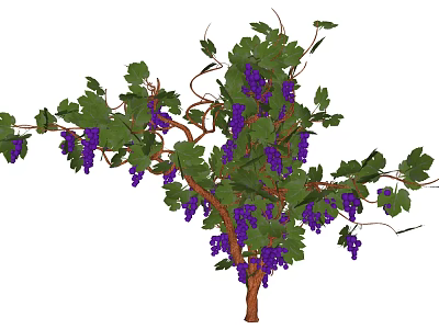 Fruiting Garden Arbor With Purple Grapes Green Leaves And Brown Branches 3d model
