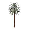 Palm Tree 3d model