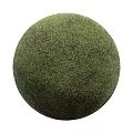 Indoor Plant Combination With Green Living Wall And Round Topiary Ball