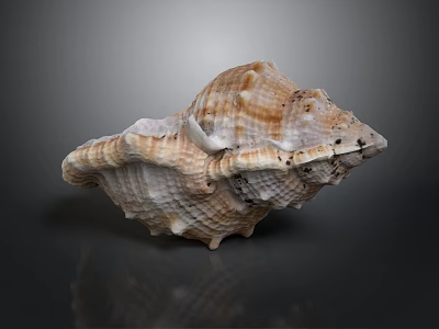 Conch With Natural Brown And White Spiral Texture And Surface Nodules On Dark Background 3d model