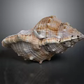 Conch With Natural Brown And White Spiral Texture And Surface Nodules On Dark Background