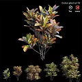 Garden Ornamental Viburnum Odoratissimum With Vibrant Foliage Various Sizes For Garden Decoration