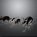 Group of Brown White and Gray Mice on Dark Background Surface