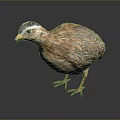 Realistic Quail Featuring Brown And Beige Patterned Feathers Dark Head Markings Standing On Dark Background