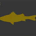 Silver Gray Fish With Sharp Dorsal Fins Displayed On A Dark Reflective Surface