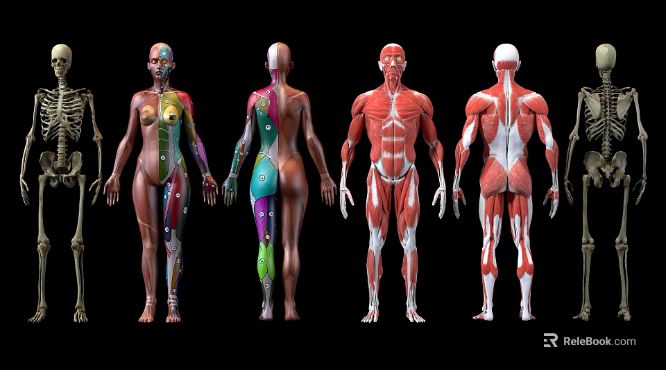 Medical Devices Human Anatomy Educational Models With Front Back Muscle Skeleton Structures 3d model