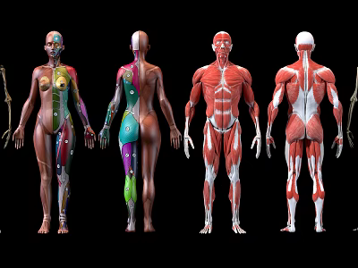 Medical Devices Human Anatomy Educational Models With Front Back Muscle Skeleton Structures 3d model