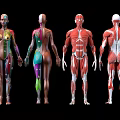 Medical Devices Human Anatomy Educational Models With Front Back Muscle Skeleton Structures 3d model