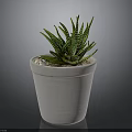 Green Striped Succulent Plant In White Terracotta Pot With Small Pebbles