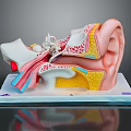 Detailed Human Ear Anatomical Model Showing Internal Structures And Colored Educational Components