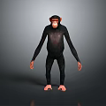 Anatomically Accurate Rendered 3D Model of Standing Chimpanzee on Gray Background