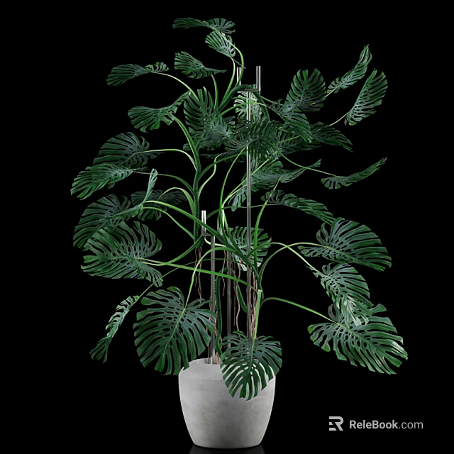 Large Leaf Monstera Indoor Potted Plant With Green Foliage And White Decorative Pot 3d model 