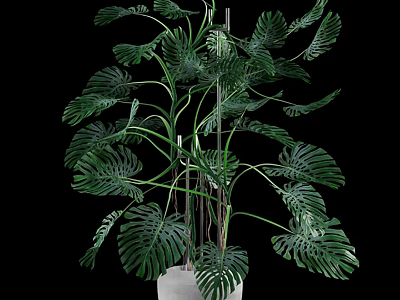 Large Leaf Monstera Indoor Potted Plant With Green Foliage And White Decorative Pot 3d model