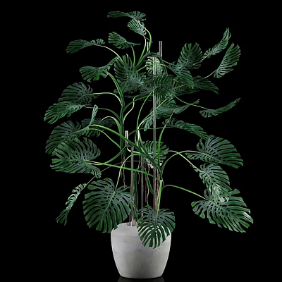 Large Leaf Monstera Indoor Potted Plant With Green Foliage And White Decorative Pot 3d model