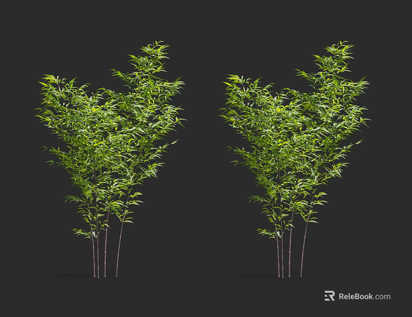Two Clusters of Green Bamboo Plants With Lush Leaves and Slender Stems 3d model 