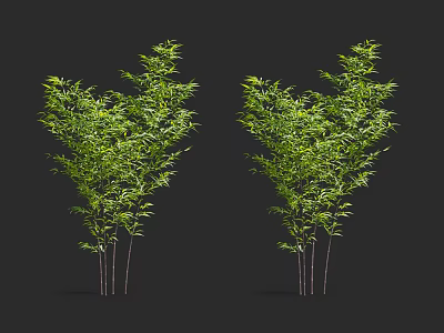 Two Clusters of Green Bamboo Plants With Lush Leaves and Slender Stems 3d model