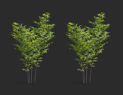 Two Clusters of Green Bamboo Plants With Lush Leaves and Slender Stems 3d model