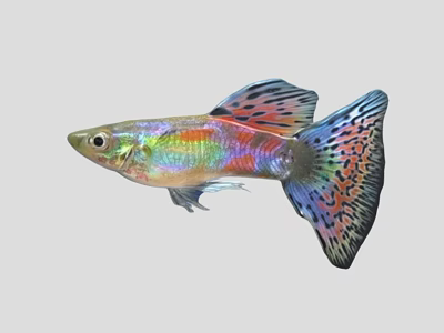 Colorful Tropical Guppy Fish With Rainbow Scales And Spotted Tail Fin 3d model