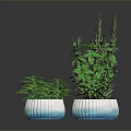 Three Green Plants In Blue And White Gradient Ceramic Pots On Black Surface With Reflections