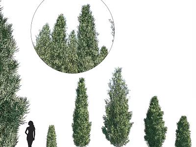 Lush Tall Trees of Various Heights With Upright Form And Human Figure for Scale 3d model