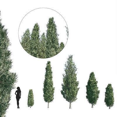 Lush Tall Trees of Various Heights With Upright Form And Human Figure for Scale 3d model