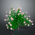 Elegant Vibrant Flowering Plant With Lush Green Leaves And Delicate Pink Flowers