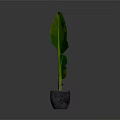 Green Leafy Indoor Plant With Large Leaves In Gray Pot For Home Decor