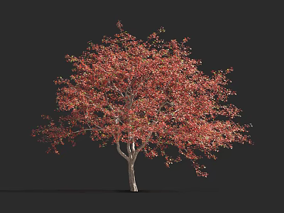 Autumn Arbor With Red Leaves And White Trunk Isolated On Black Background 3d model