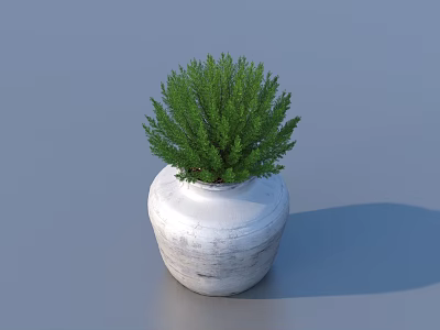 Bonsai Potted Plant in White Textured Pot with Green Foliage on Gray Background 3d model