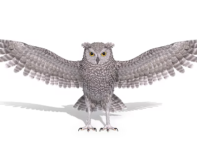 Owl Birds 3d model