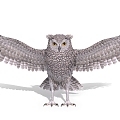 Owl Birds 3d model