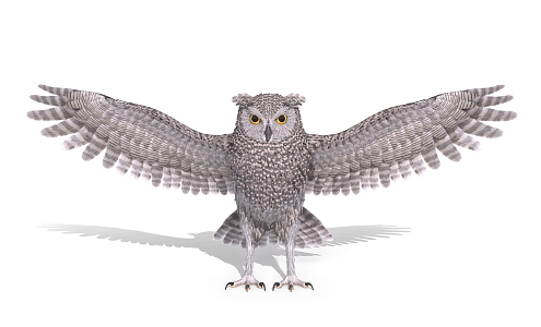 Owl Birds 3d model