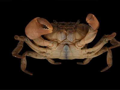 Brownish Crab With Large Claws In Natural Environment Detailed Body Structure 3d model