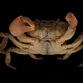 Brownish Crab With Large Claws In Natural Environment Detailed Body Structure