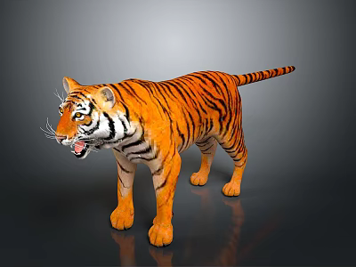 Realistic Tiger with Orange Black Stripes Open Mouth Standing on Dark Background with Reflection 3d model