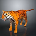 Realistic Tiger with Orange Black Stripes Open Mouth Standing on Dark Background with Reflection