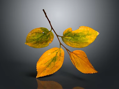 Single Branch with Autumn Yellow and Green Leaves on Smooth Gray Background Showing Soft Reflection 3d model