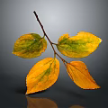 Single Branch with Autumn Yellow and Green Leaves on Smooth Gray Background Showing Soft Reflection
