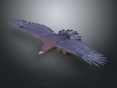 Majestic Large Eagle Flying With Spread Wings And Dark Feathers Against Dark Background 3d model