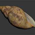 Conch Shell With Orange Brown Patterns And Smooth Surface On Dark Background 3d model